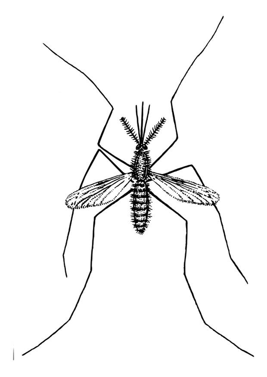 着色页: 蚊子 (动物) #11325 - 免费可打印着色页