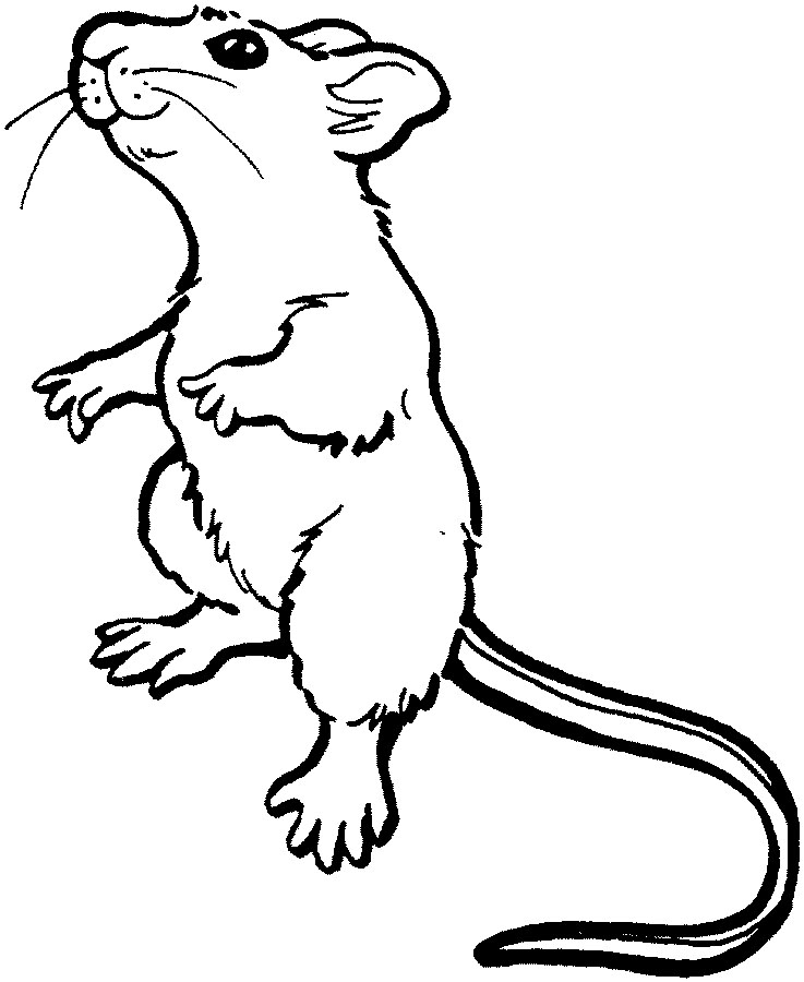 着色页: 老鼠 (动物) #13953 - 免费可打印着色页