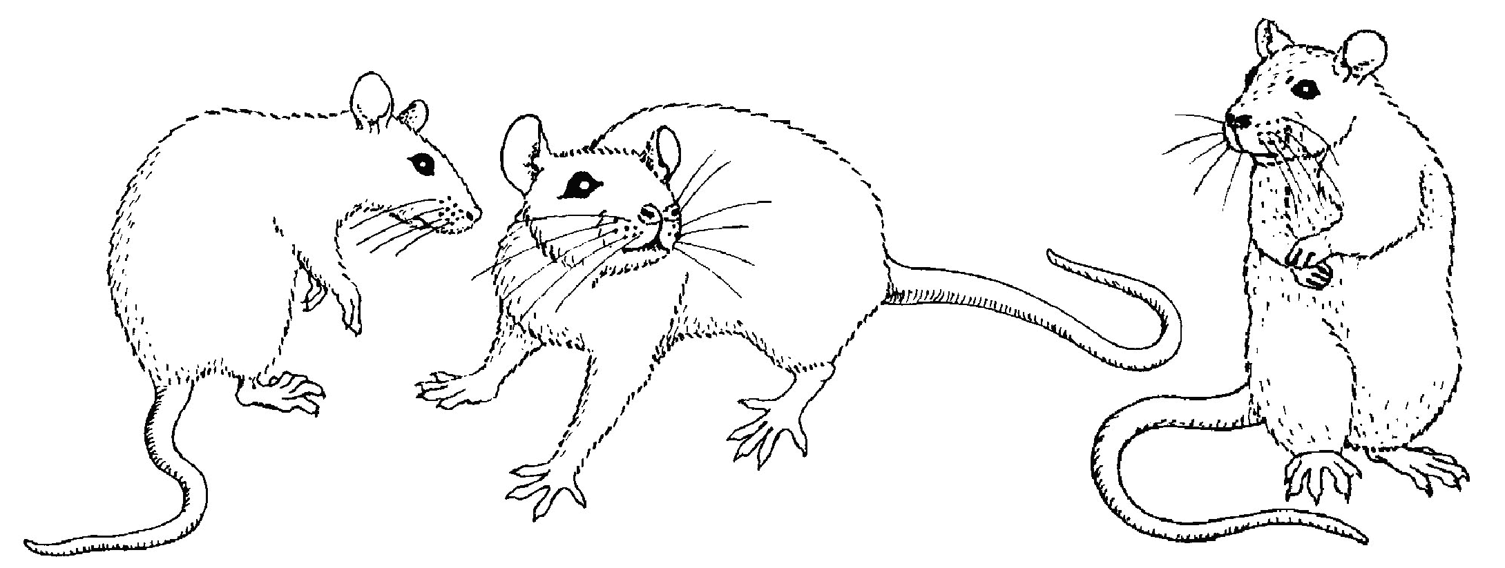 着色页: 老鼠 (动物) #14056 - 免费可打印着色页