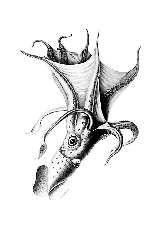 着色页: 章鱼 (动物) #18944 - 免费可打印着色页