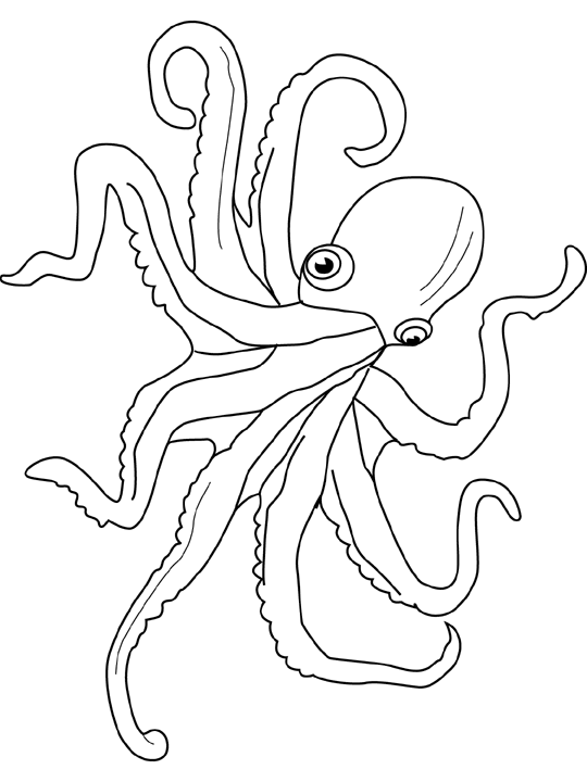 着色页: 章鱼 (动物) #18976 - 免费可打印着色页