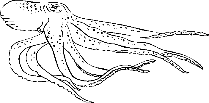 着色页: 章鱼 (动物) #18978 - 免费可打印着色页