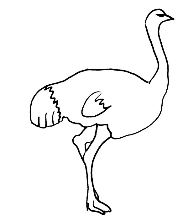着色页: 鸵鸟 (动物) #701 - 免费可打印着色页