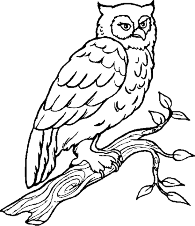 着色页: 猫头鹰 (动物) #8413 - 免费可打印着色页