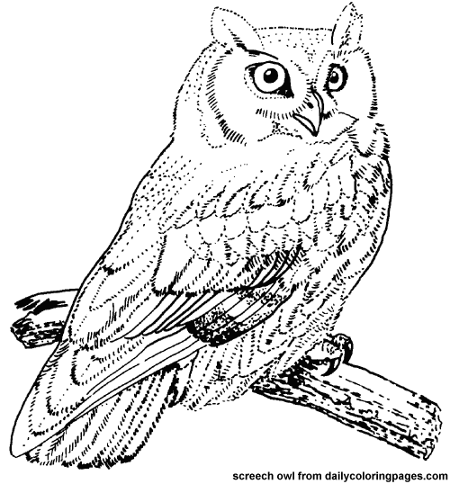着色页: 猫头鹰 (动物) #8424 - 免费可打印着色页
