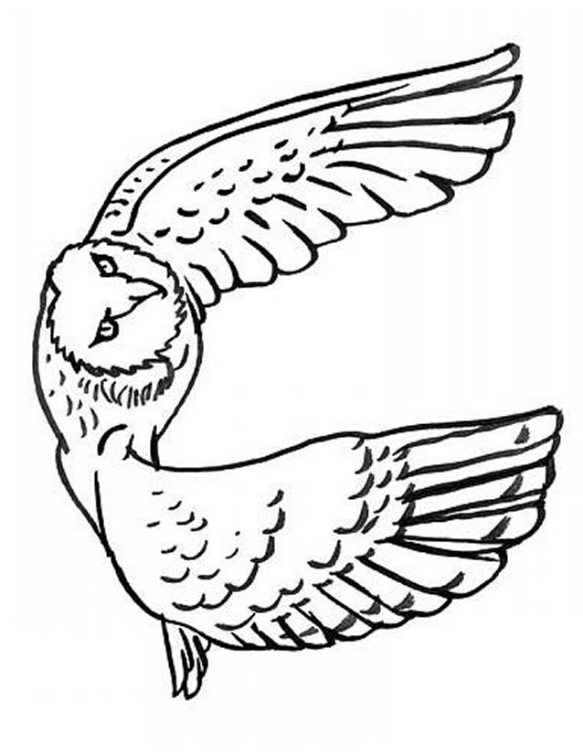 着色页: 猫头鹰 (动物) #8453 - 免费可打印着色页
