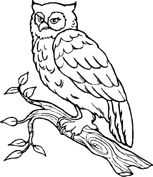 着色页: 猫头鹰 (动物) #8458 - 免费可打印着色页