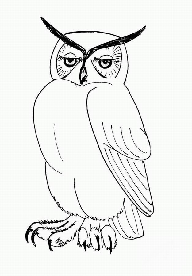 着色页: 猫头鹰 (动物) #8461 - 免费可打印着色页