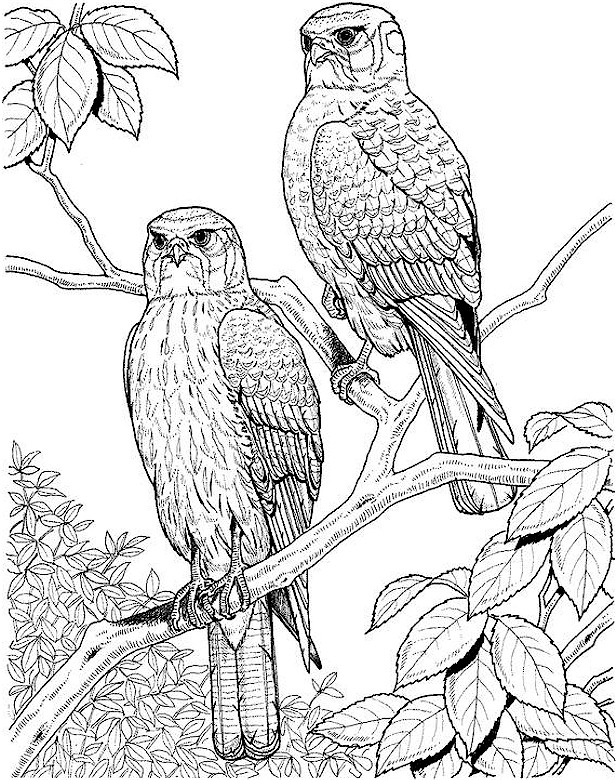 着色页: 猫头鹰 (动物) #8484 - 免费可打印着色页