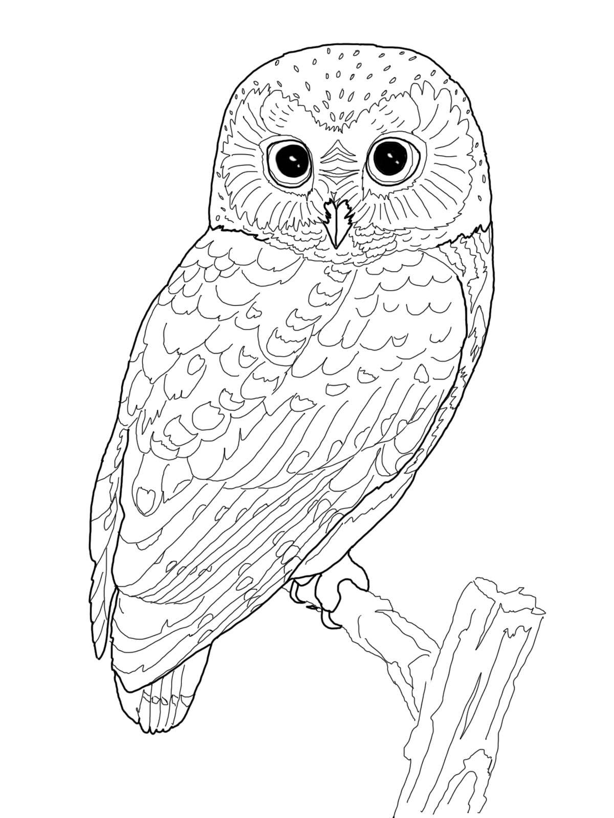 着色页: 猫头鹰 (动物) #8502 - 免费可打印着色页