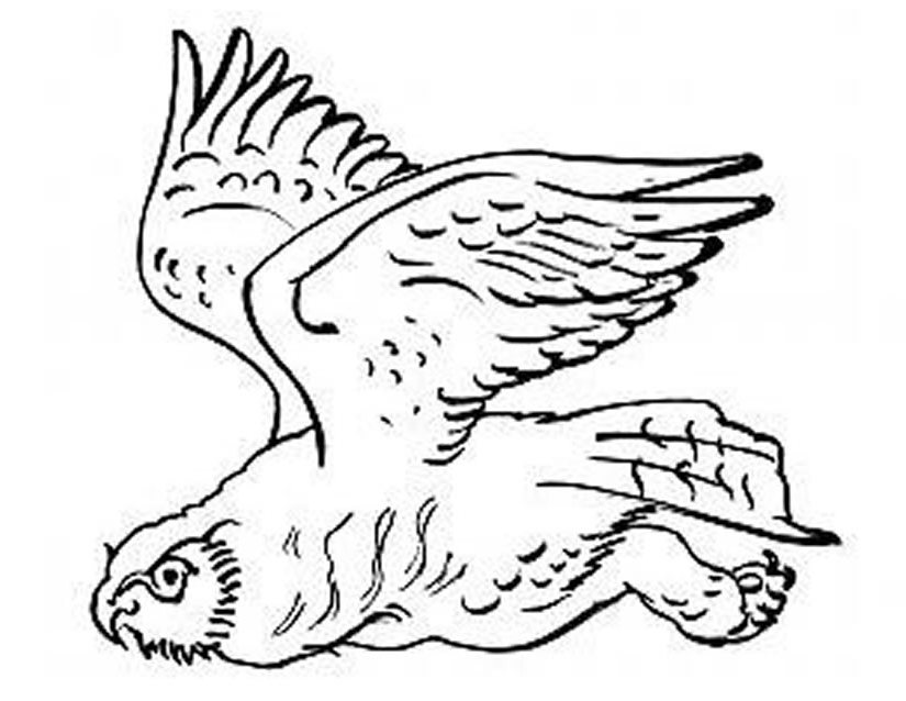 着色页: 猫头鹰 (动物) #8545 - 免费可打印着色页