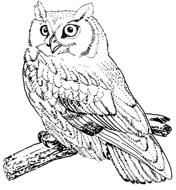 着色页: 猫头鹰 (动物) #8556 - 免费可打印着色页