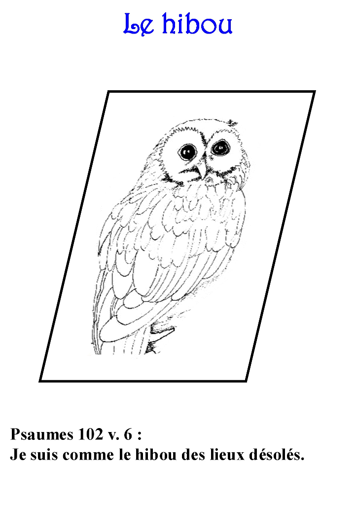 着色页: 猫头鹰 (动物) #8560 - 免费可打印着色页