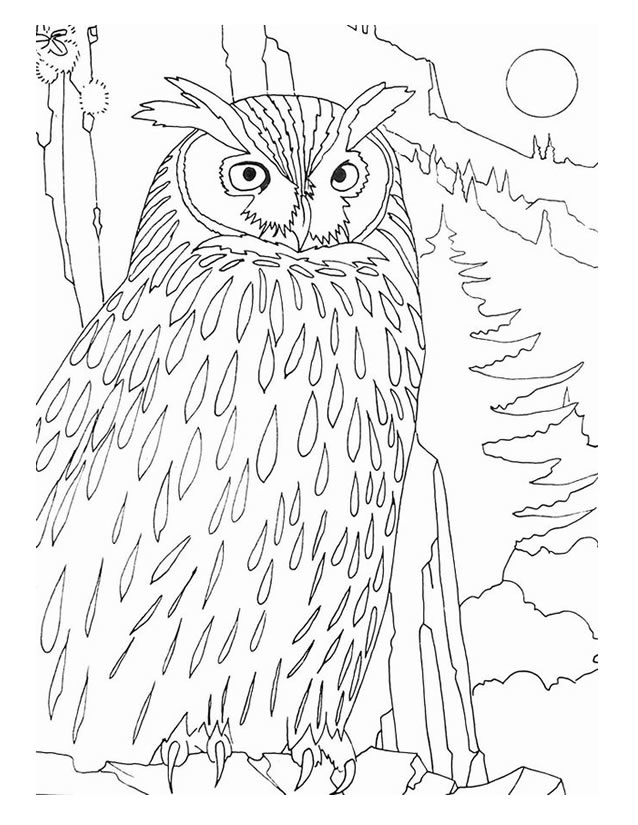 着色页: 猫头鹰 (动物) #8587 - 免费可打印着色页