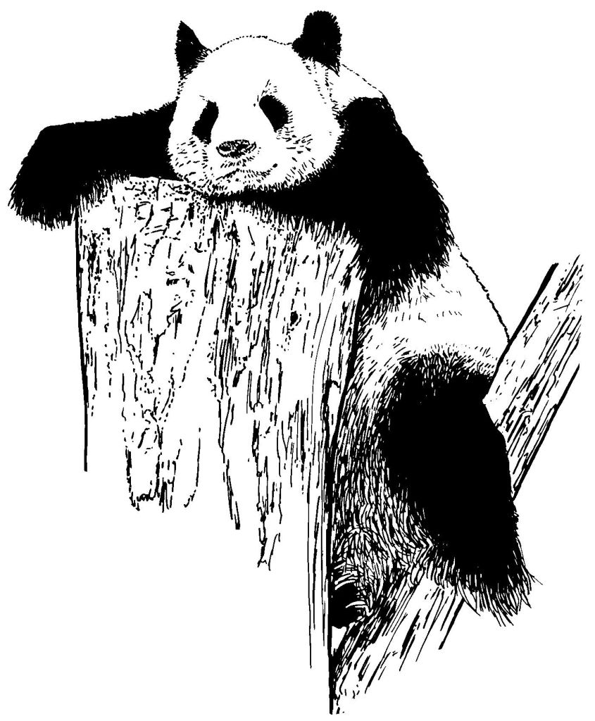 着色页: 熊猫 (动物) #12625 - 免费可打印着色页