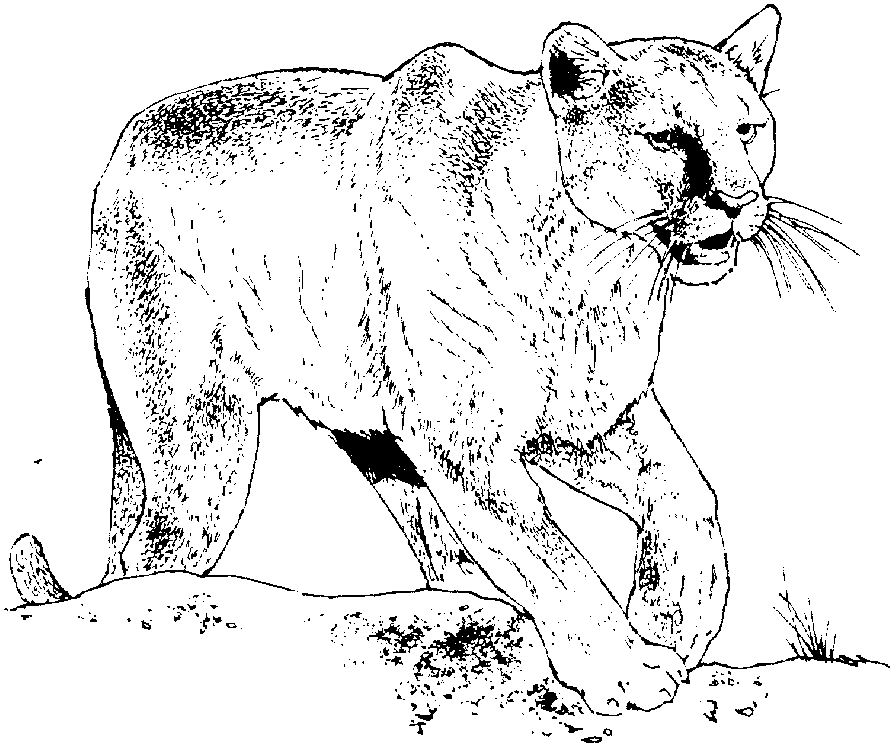 着色页: 豹 (动物) #15514 - 免费可打印着色页