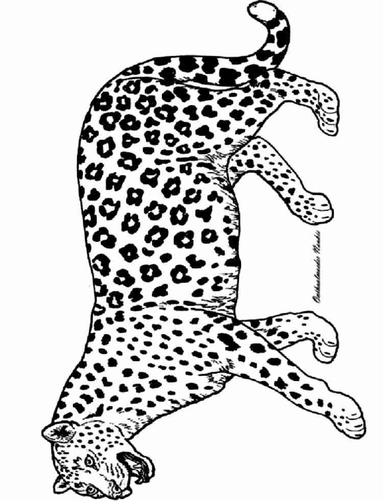 着色页: 豹 (动物) #15520 - 免费可打印着色页