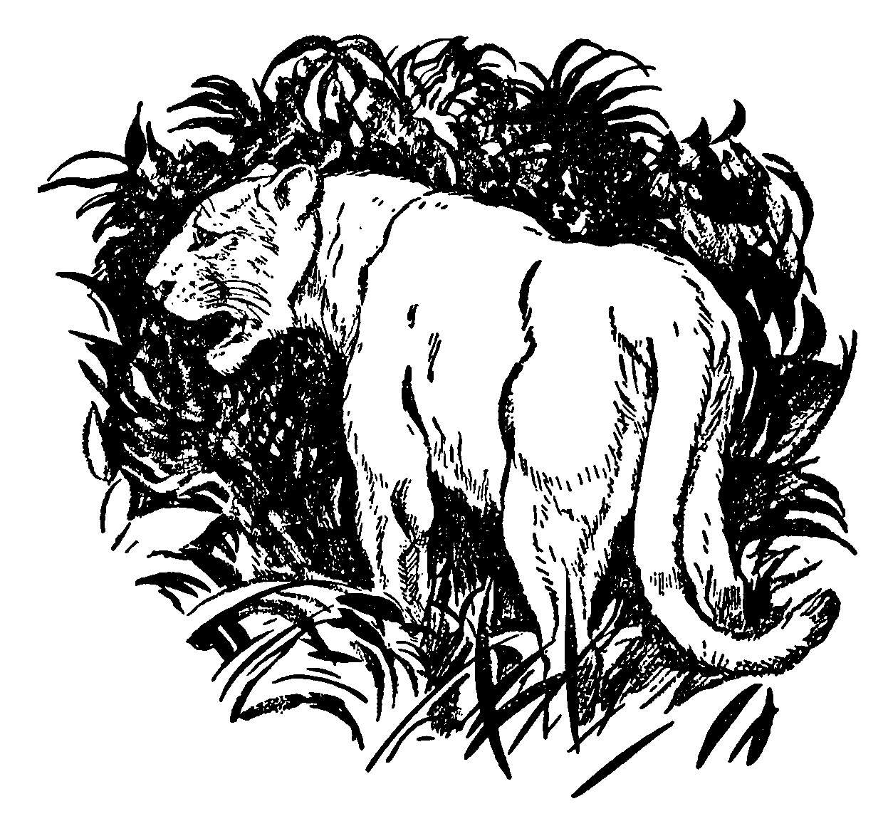 着色页: 豹 (动物) #15590 - 免费可打印着色页