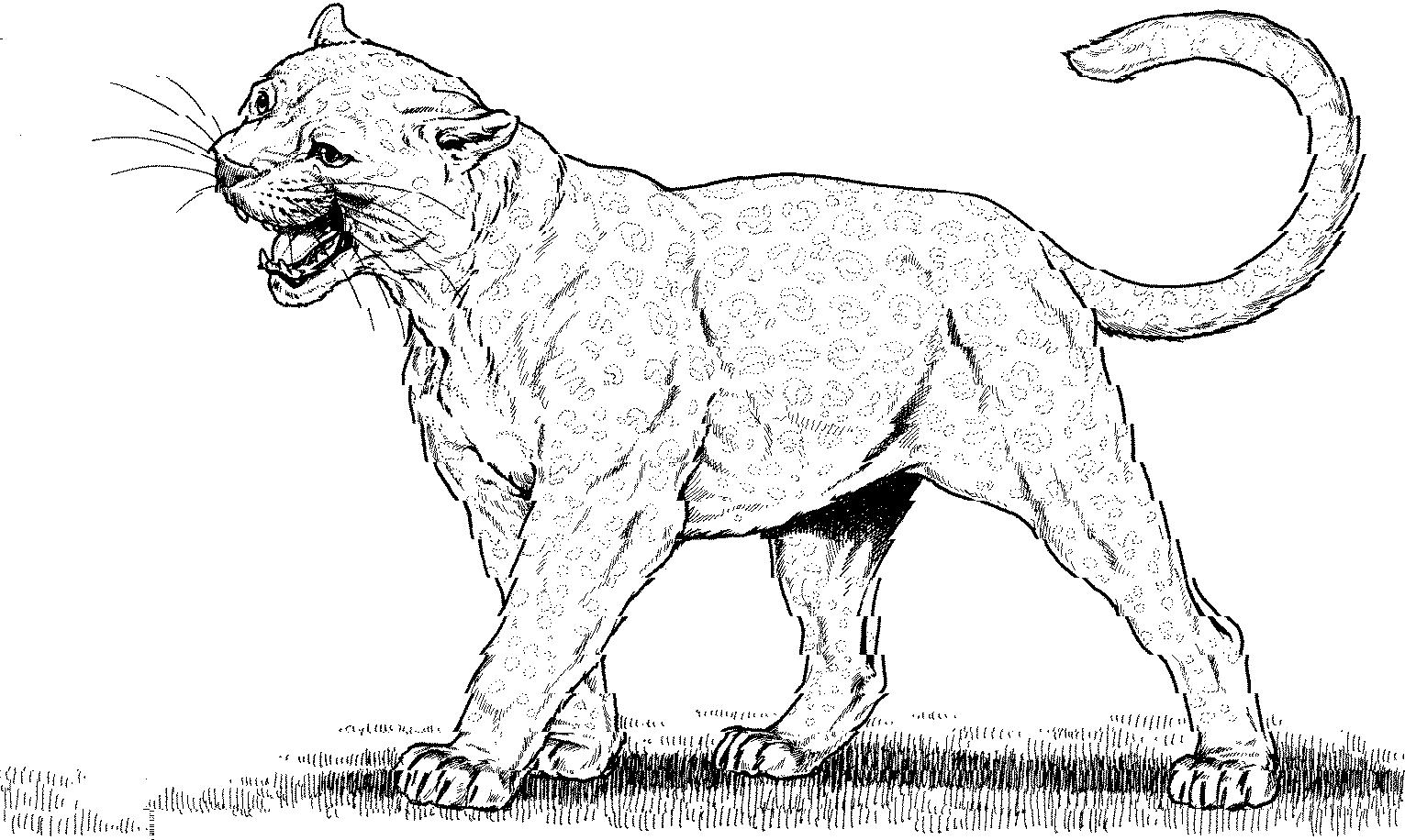 着色页: 豹 (动物) #15596 - 免费可打印着色页