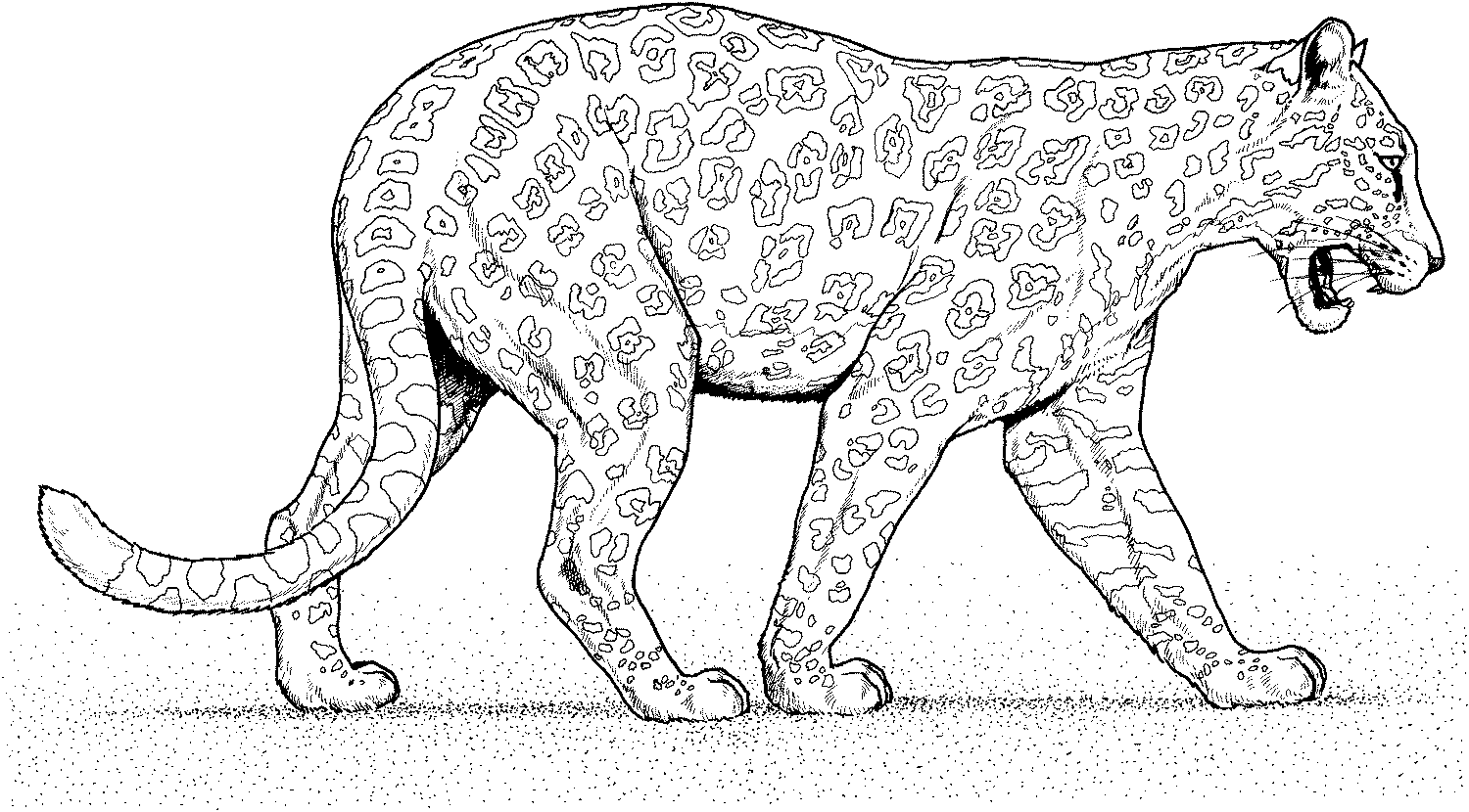 着色页: 豹 (动物) #15617 - 免费可打印着色页