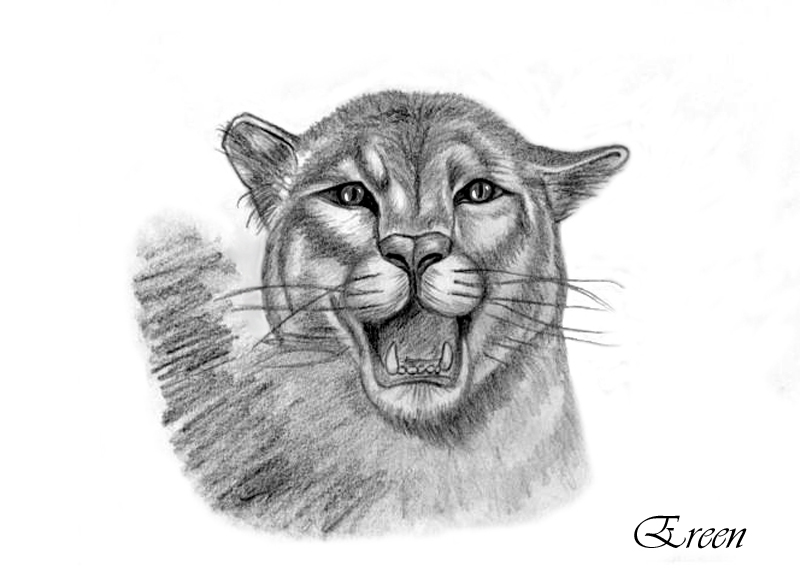着色页: 豹 (动物) #15650 - 免费可打印着色页