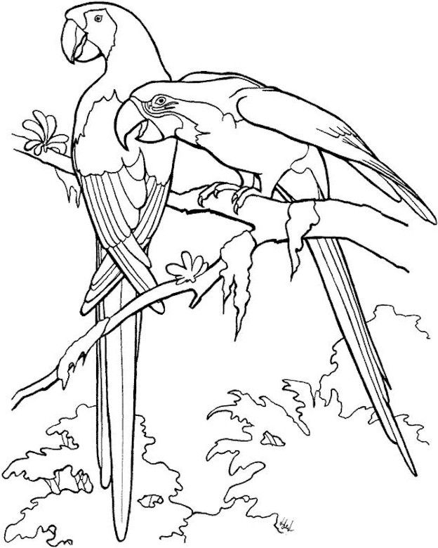 着色页: 鹦鹉 (动物) #16071 - 免费可打印着色页