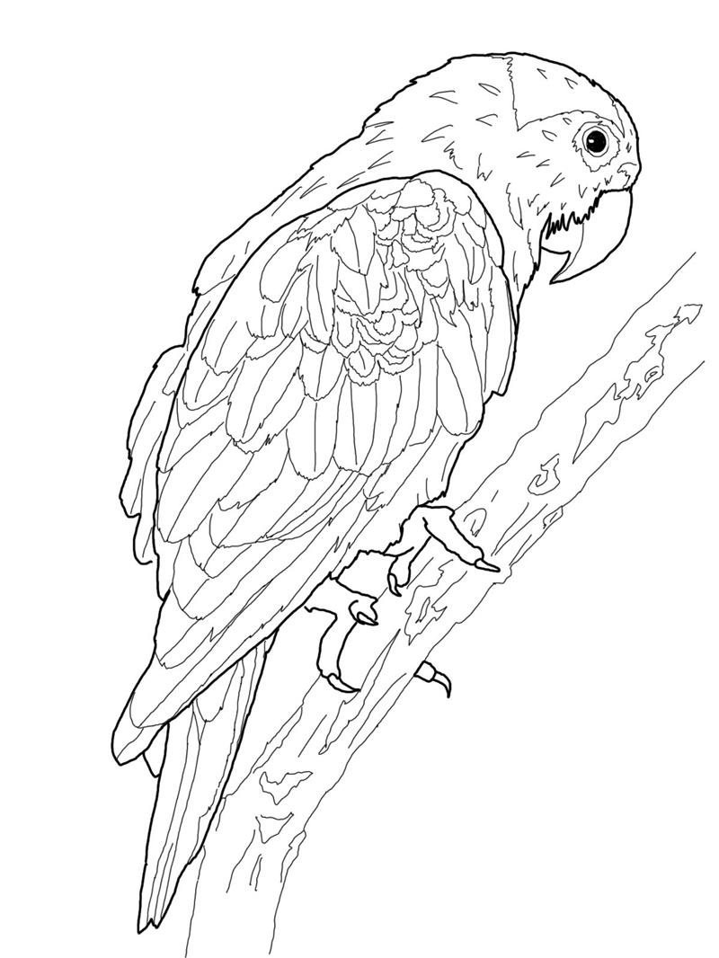 着色页: 鹦鹉 (动物) #16076 - 免费可打印着色页