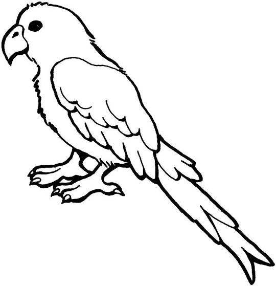 着色页: 鹦鹉 (动物) #16077 - 免费可打印着色页