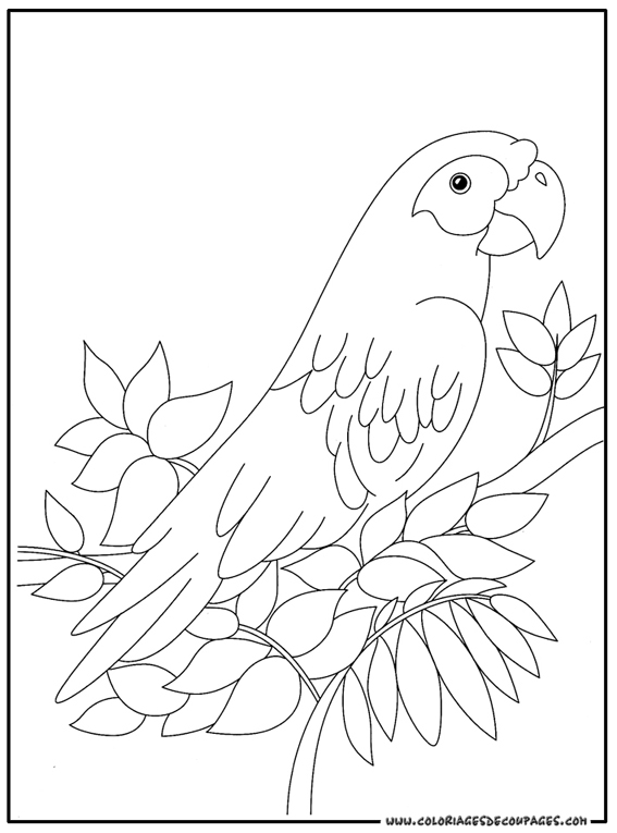 着色页: 鹦鹉 (动物) #16078 - 免费可打印着色页