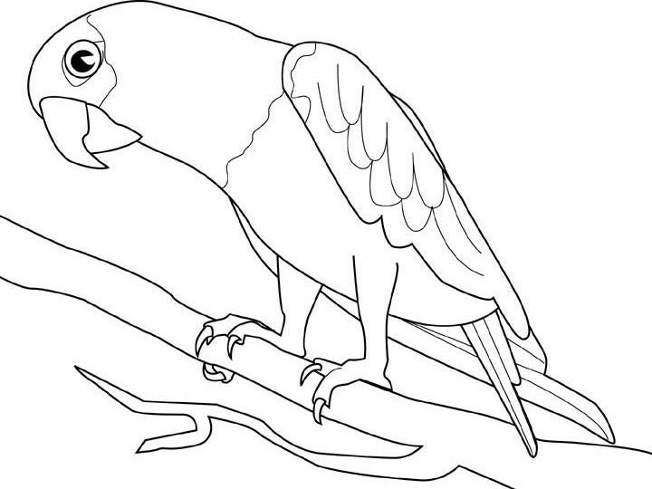 着色页: 鹦鹉 (动物) #16085 - 免费可打印着色页