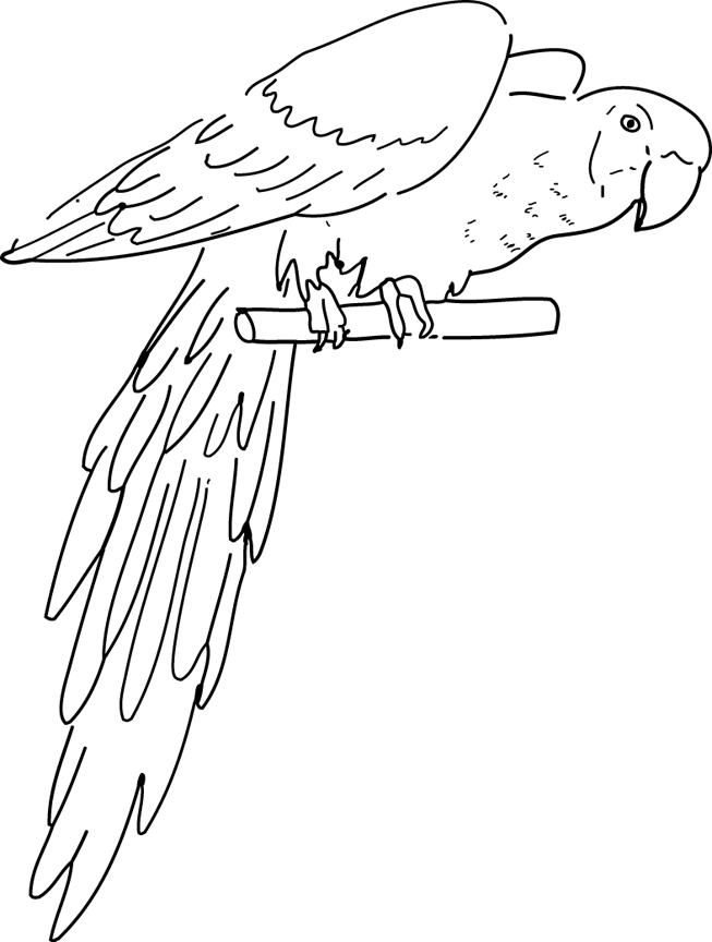 着色页: 鹦鹉 (动物) #16091 - 免费可打印着色页