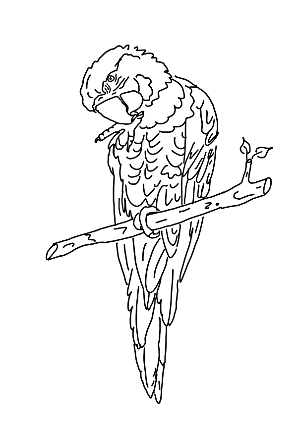 着色页: 鹦鹉 (动物) #16102 - 免费可打印着色页