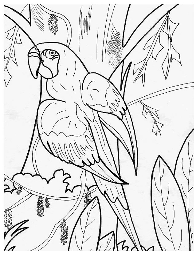 着色页: 鹦鹉 (动物) #16104 - 免费可打印着色页