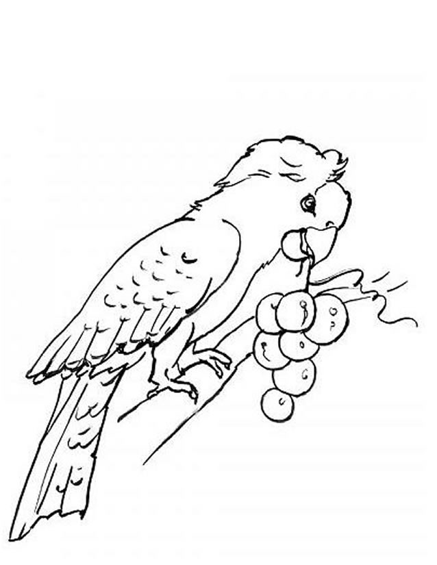 着色页: 鹦鹉 (动物) #16106 - 免费可打印着色页
