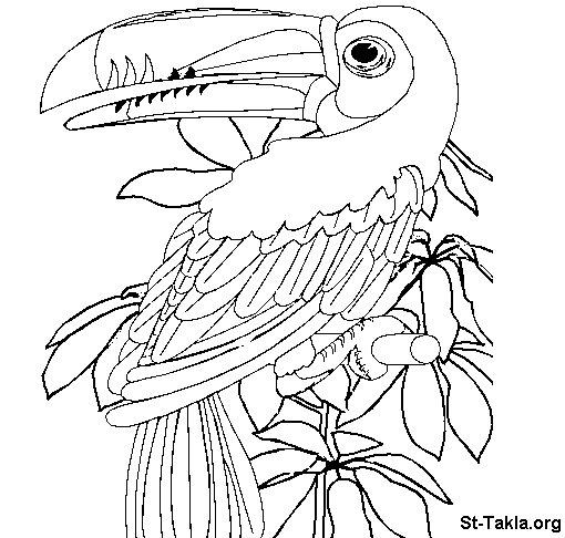 着色页: 鹦鹉 (动物) #16121 - 免费可打印着色页