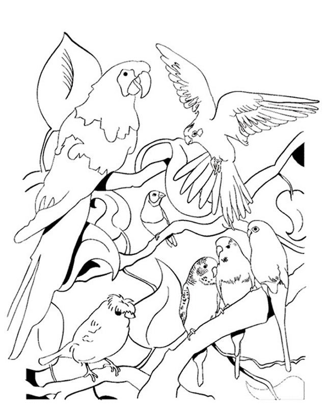 着色页: 鹦鹉 (动物) #16147 - 免费可打印着色页