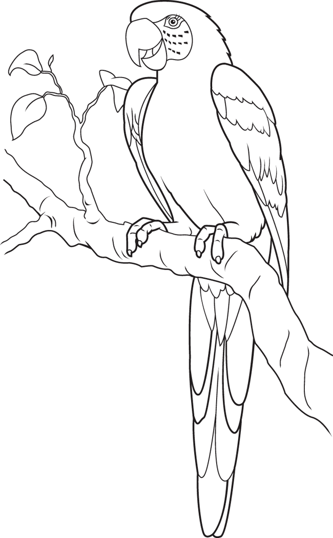 着色页: 鹦鹉 (动物) #16172 - 免费可打印着色页