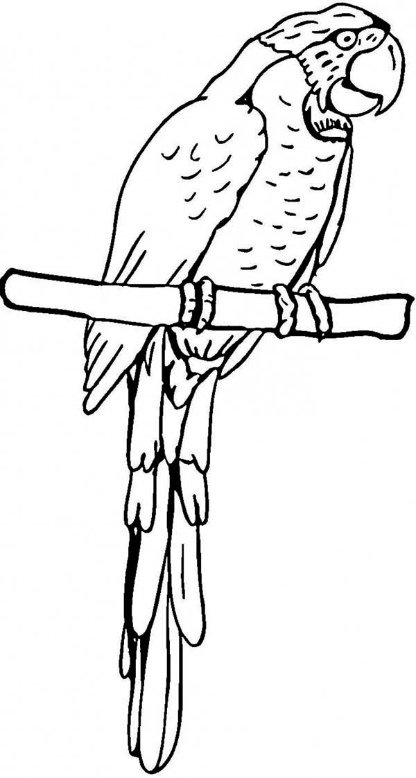 着色页: 鹦鹉 (动物) #16209 - 免费可打印着色页