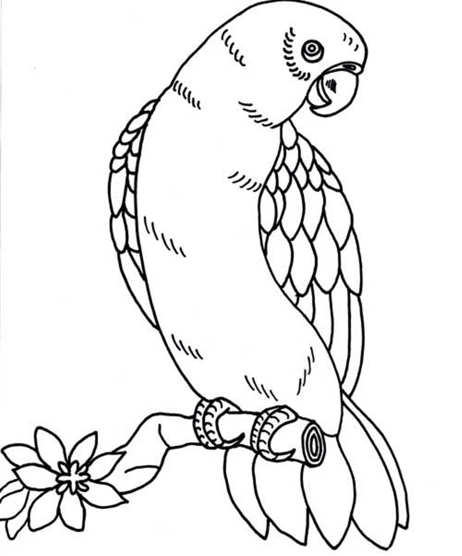 着色页: 鹦鹉 (动物) #16225 - 免费可打印着色页