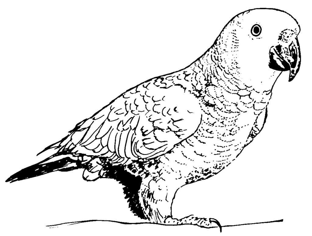 着色页: 鹦鹉 (动物) #16251 - 免费可打印着色页