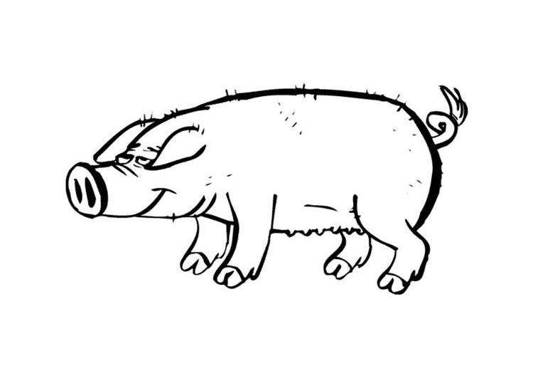 着色页: 猪 (动物) #3693 - 免费可打印着色页