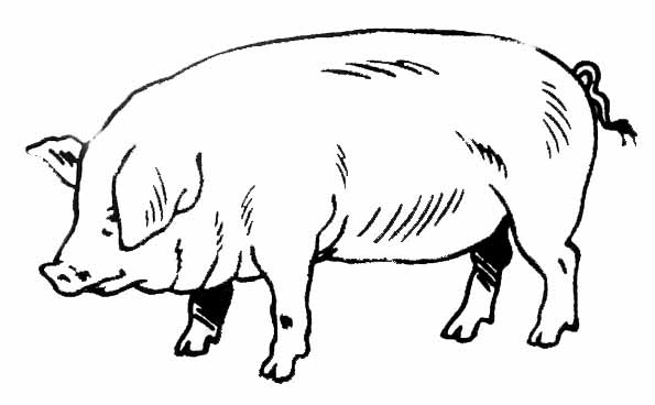 着色页: 猪肉 (动物) #17637 - 免费可打印着色页