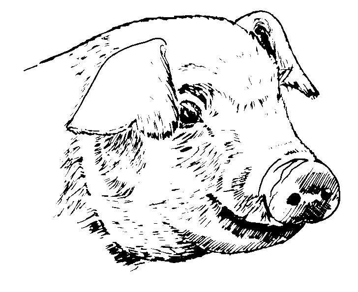 着色页: 猪肉 (动物) #17751 - 免费可打印着色页
