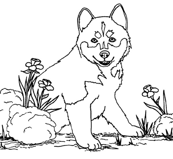 着色页: 小狗 (动物) #2939 - 免费可打印着色页