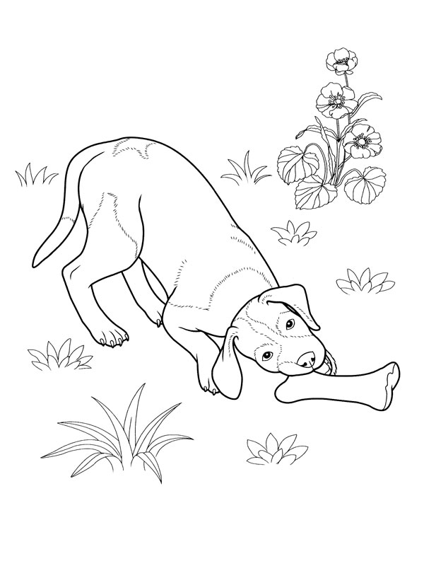 着色页: 小狗 (动物) #2940 - 免费可打印着色页