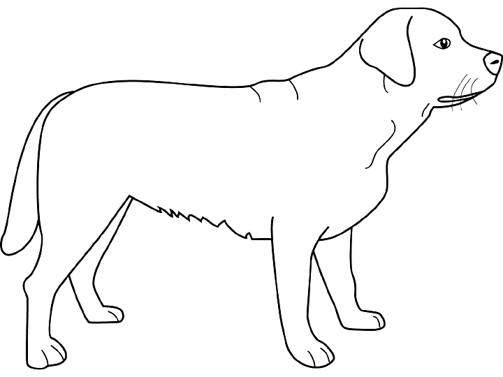 着色页: 小狗 (动物) #2965 - 免费可打印着色页