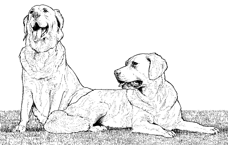 着色页: 小狗 (动物) #2992 - 免费可打印着色页