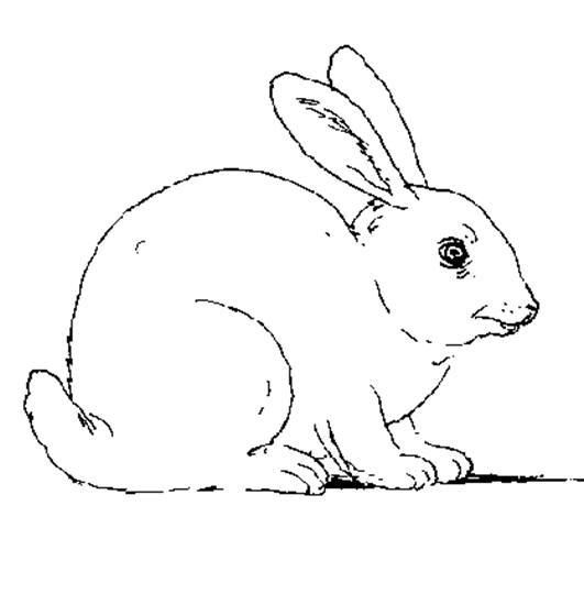 着色页: 兔子 (动物) #9510 - 免费可打印着色页