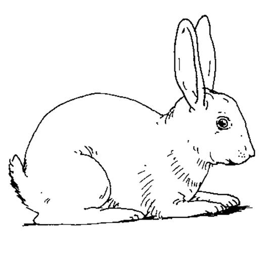 着色页: 兔子 (动物) #9530 - 免费可打印着色页