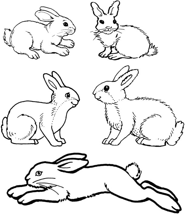 着色页: 兔子 (动物) #9562 - 免费可打印着色页